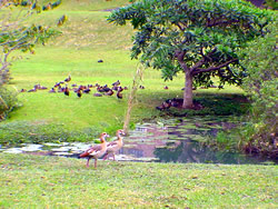 Dyason Construction Developments.  House for sale in eco friendly estate Munster.